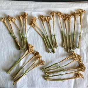 Moonflower Dried Datura inoxia 50 Flowers Herbal Floral Craft Art Thornapple